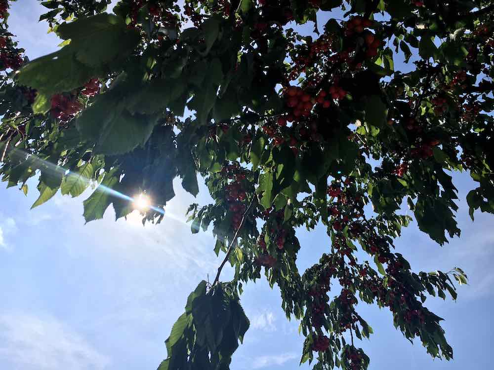 Pastamaniac: Stories - Ich habe keine Lust. Kirschbaum vor blauem Himmel